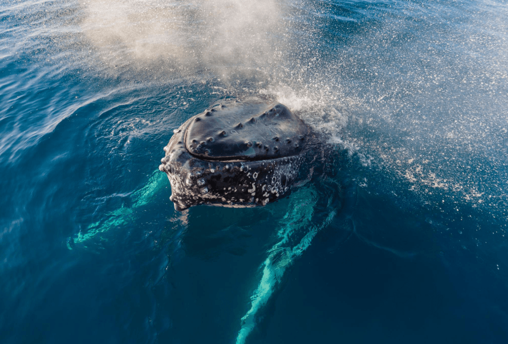 ¿Qué es el soplo de una ballena jorobada? Guía de Samaná
