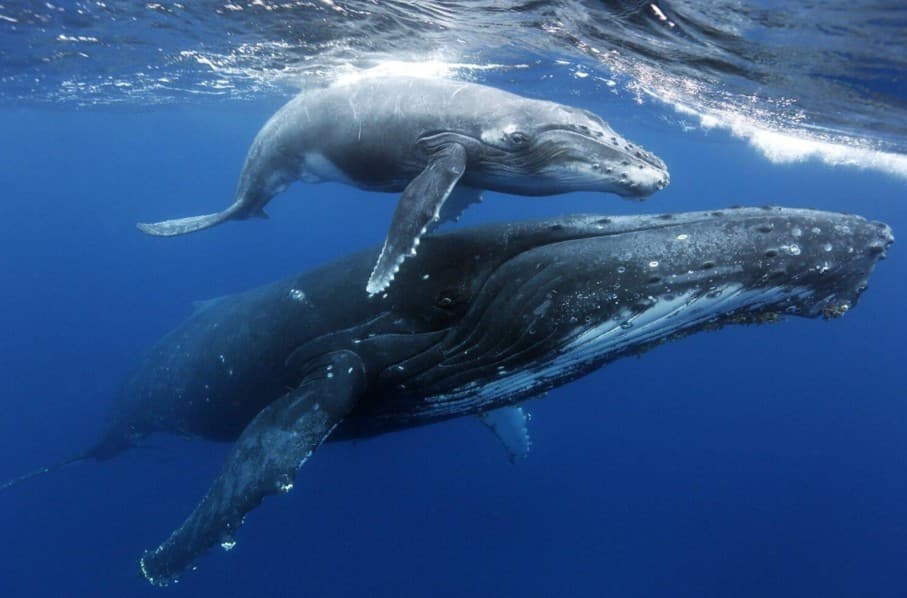 Samaná Whale Watching 2027: Vollständiger Besucherführer