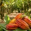 El Limon Waterfall and Bacardi Island (Cayo Levantado) Tour from Punta Cana Hotels - Imagen 16