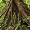 Los Haitises National Park - Hiking 4 Hours Sendero del Bosque Humedo (Moist Forest Trail). - Image 5