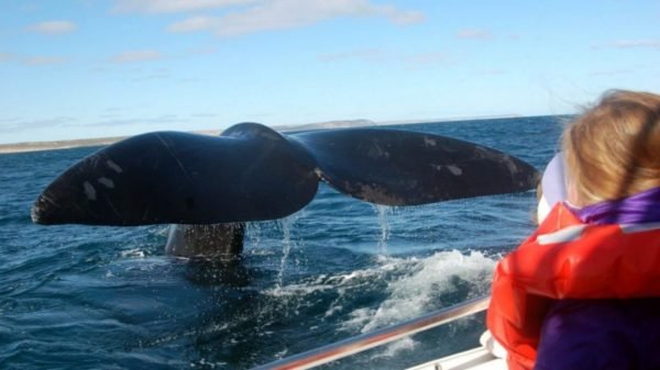 Excursión de medio día de Observación de Ballenas