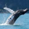 Excursion Whale Watching Samana Bay + Cano Hondo + Los Haitises  from Samana port - Bild 19