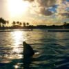 Punta Cana: Dolphin Discovery Swims and Encounters - Bilde 12